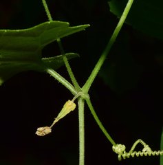 Sechiopsis tetraptera