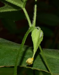 Sechiopsis tetraptera