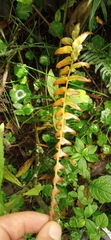 Blechnum parrisiae