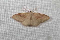 Idaea rubraria