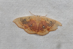 Cyclophora albiocellaria