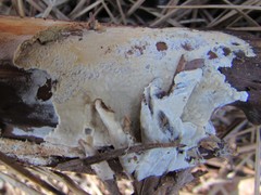 Dacryobolus karstenii