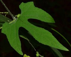 Sechiopsis tetraptera