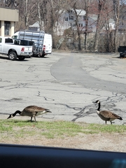 Branta canadensis