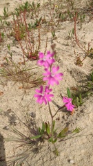 Silene scabriflora