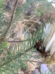 Oncopeltus spectabilis