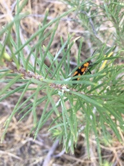 Oncopeltus spectabilis