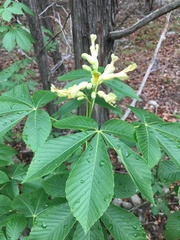 Aesculus pavia flavescens