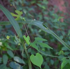 Sechiopsis tetraptera