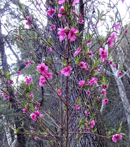 Prunus persica
