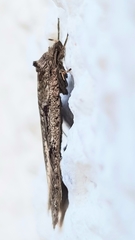 Semioscopis steinkellneriana