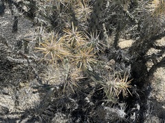 Cylindropuntia molesta molesta