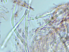 Dacryobolus karstenii