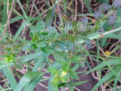 Ludwigia multinervia