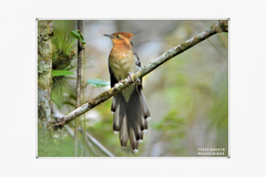 Dromococcyx pavoninus