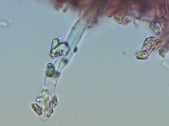 Dacryobolus karstenii