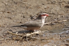 Estrilda troglodytes
