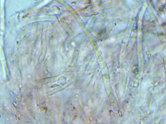 Dacryobolus karstenii