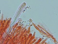 Dacryobolus karstenii