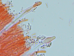 Dacryobolus karstenii