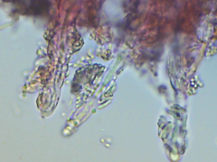 Dacryobolus karstenii