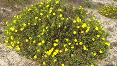 Cistus calycinus
