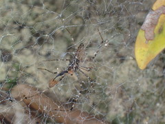 Psechrus