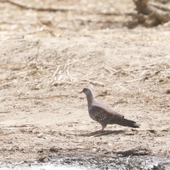 Columba guinea guinea