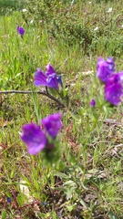 Echium plantagineum