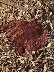Fungi