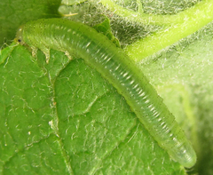 Euura viduata