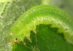 Euura viduata