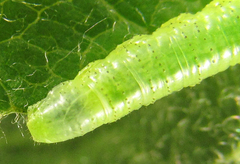 Euura viduata