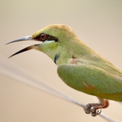 Merops viridissimus
