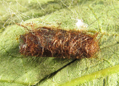 Euura viduata