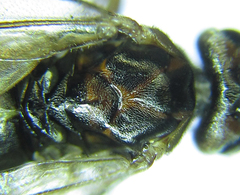 Euura viduata