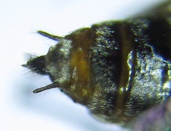 Euura viduata