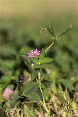 Trifolium resupinatum image