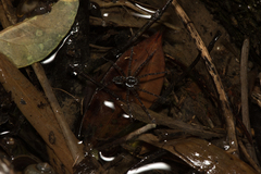 Dolomedes mizhoanus