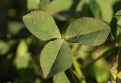 Trifolium resupinatum image