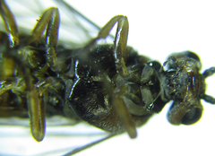 Euura viduata