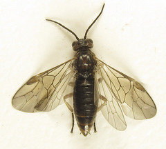 Euura viduata