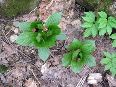 Scopolia caucasica