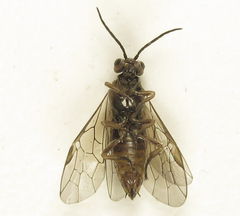 Euura viduata