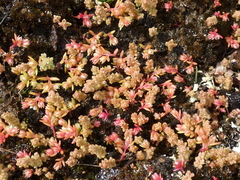 Crassula vaillantii