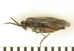 Euura viduata