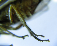 Euura viduata