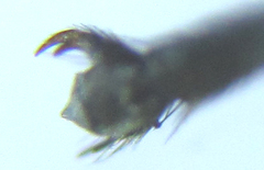 Euura viduata