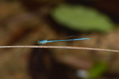 Ceriagrion azureum