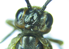 Euura viduata